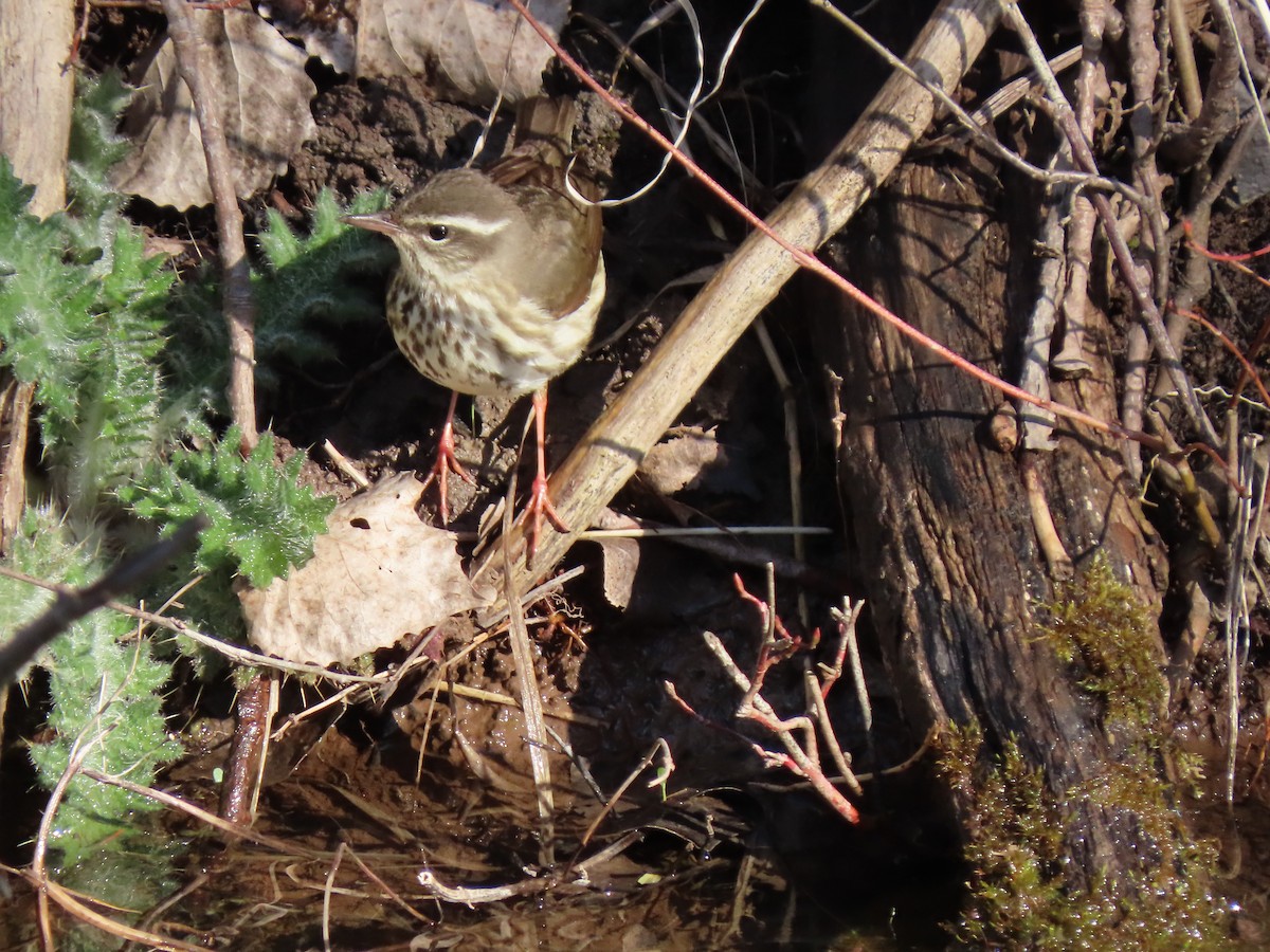 Louisiana Waterthrush - Thomas Riley