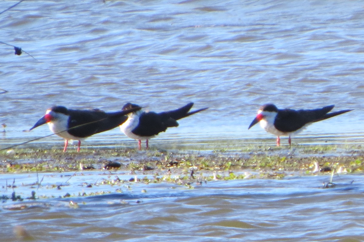 Black Skimmer - ML225576691