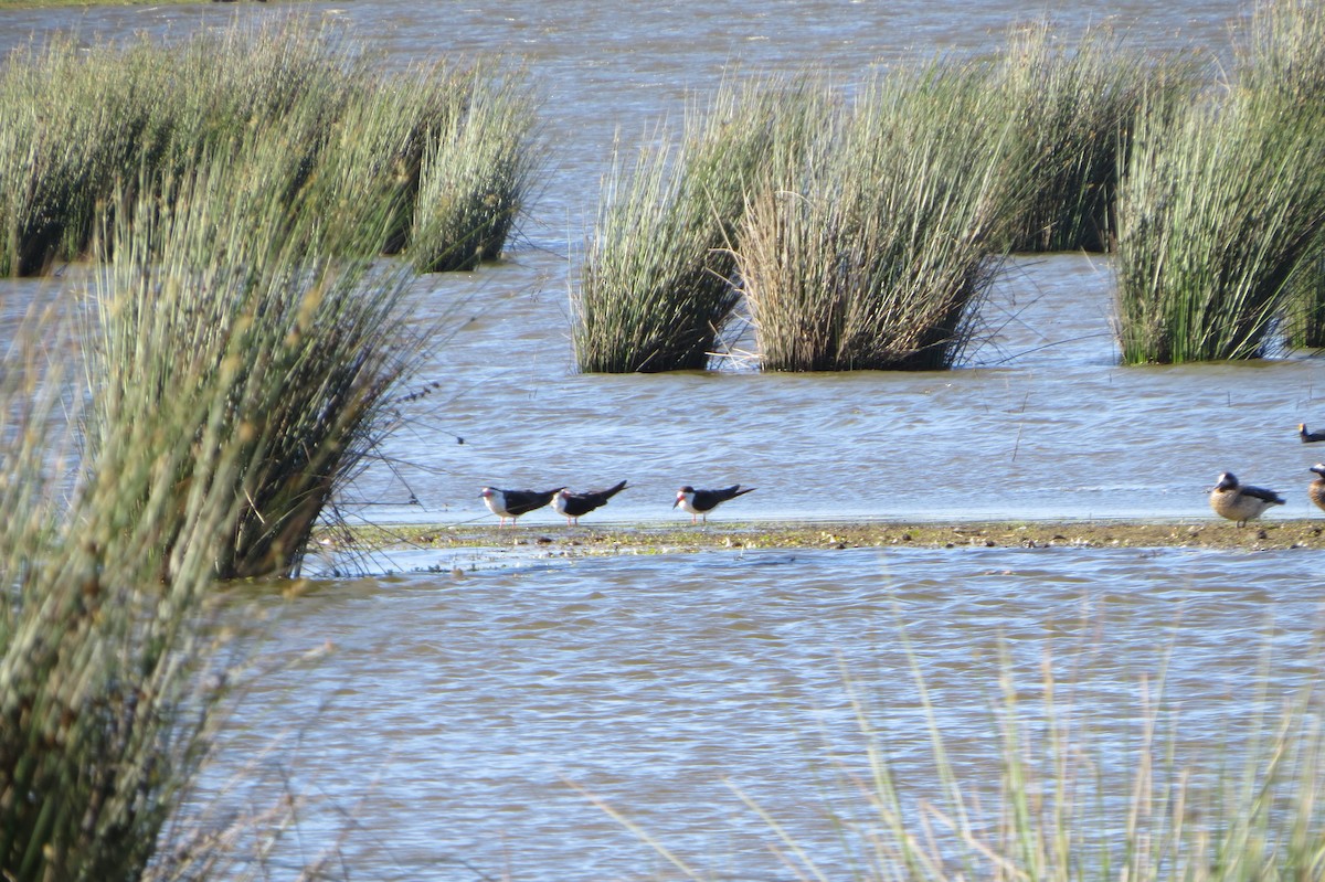 Black Skimmer - ML225576701