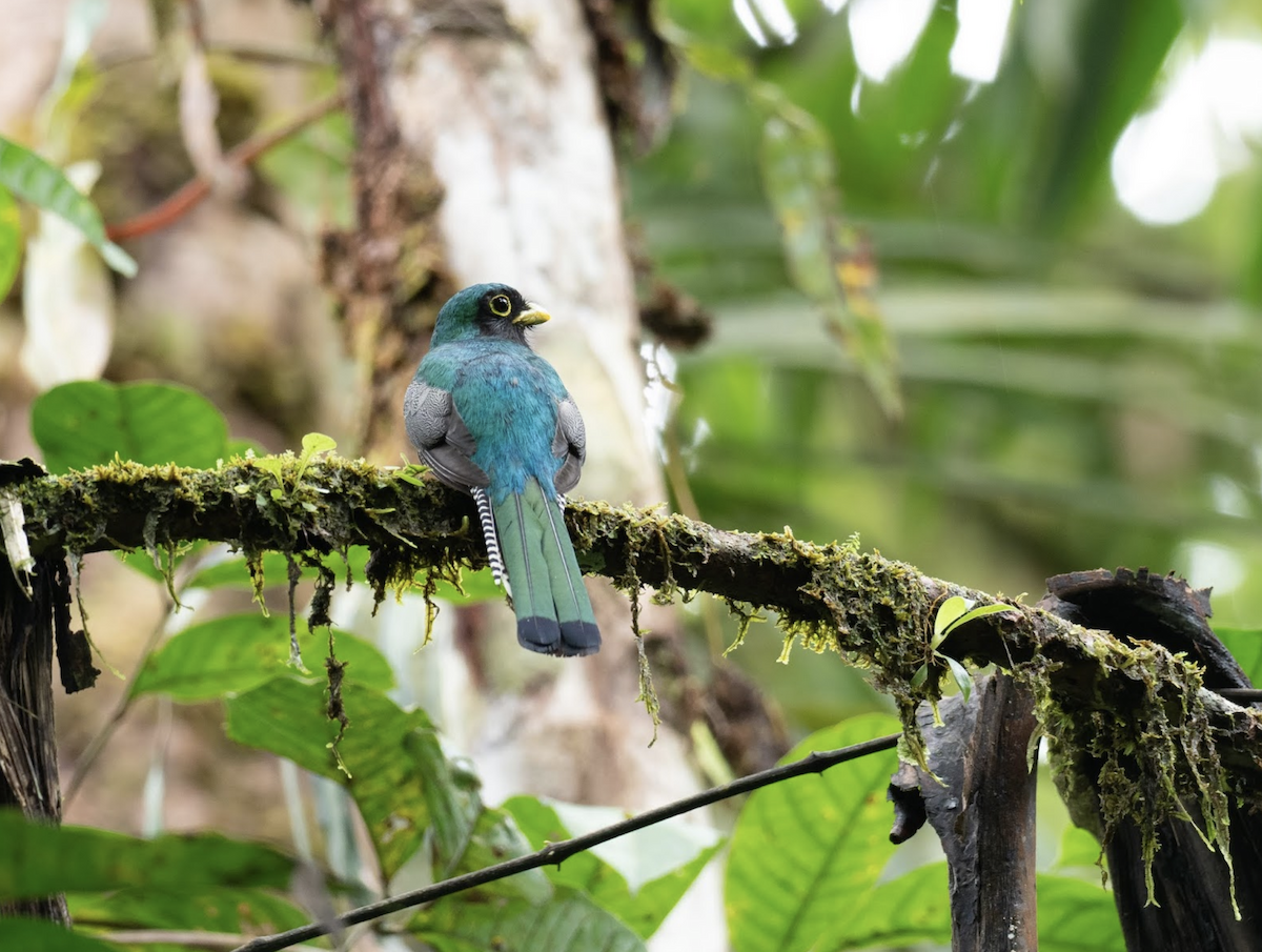 Choco Black-throated Trogon - Simon Colenutt