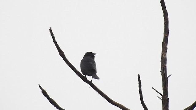 Chopi Blackbird - ML225578731