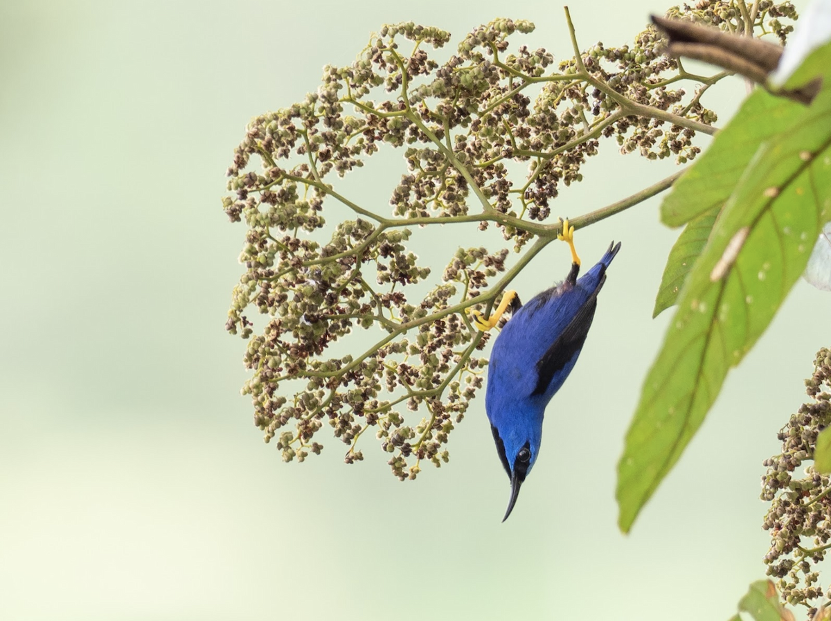 Purple Honeycreeper - Simon Colenutt