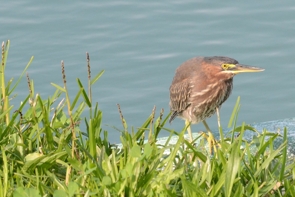 Green Heron - ML22557981