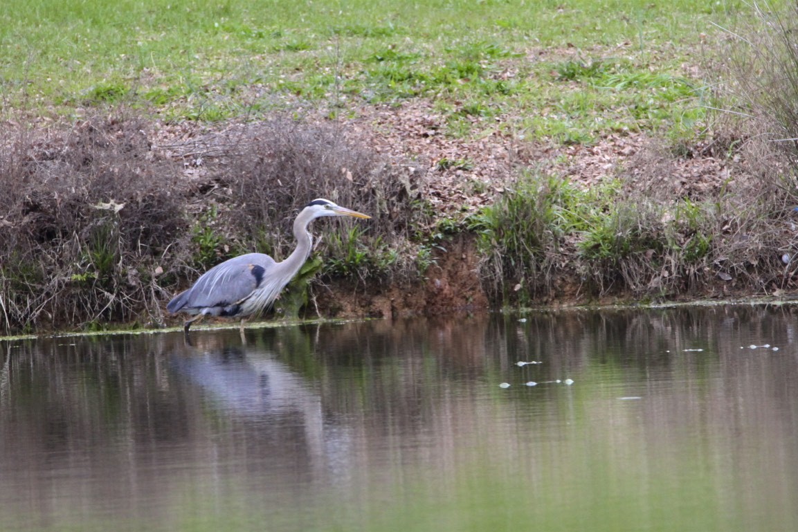 Great Blue Heron - ML225580661