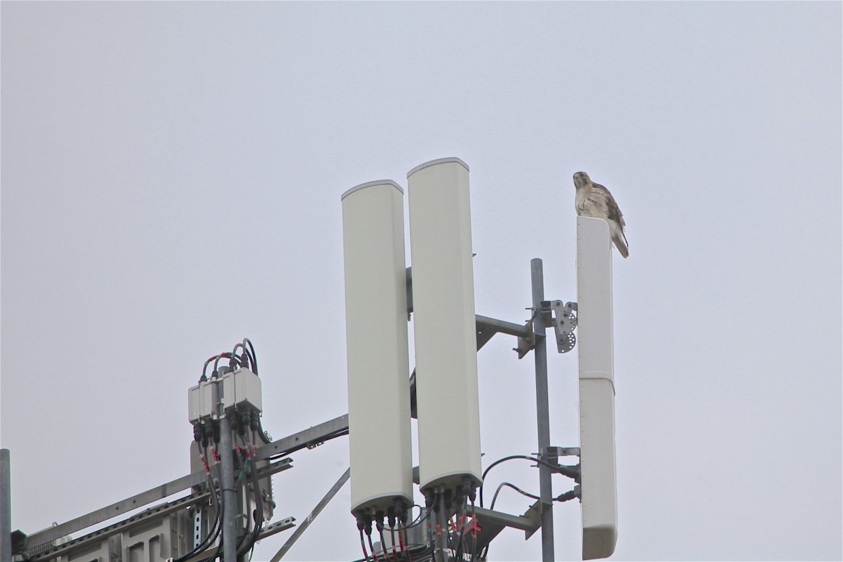 Red-shouldered Hawk - ML225581411