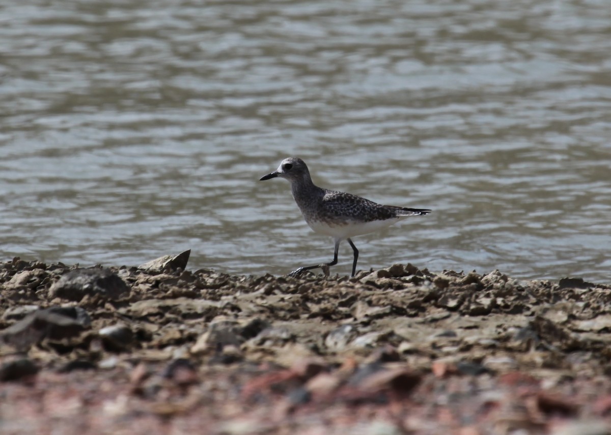 Black-bellied Plover - Ron Hess