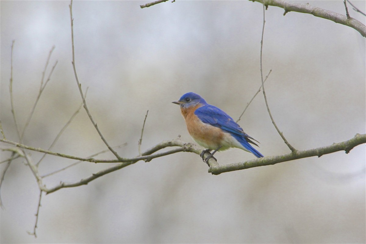 Eastern Bluebird - ML225582211