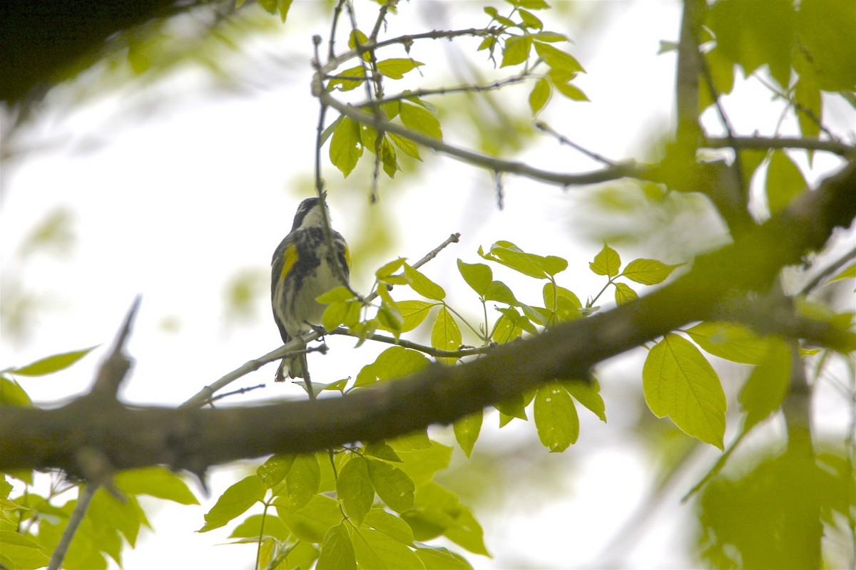 Yellow-rumped Warbler - ML225582331