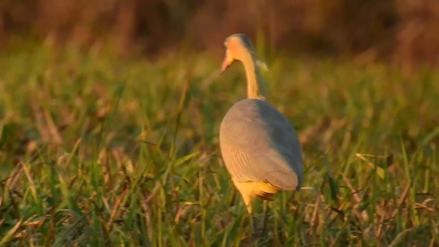 Whistling Heron - ML225584421