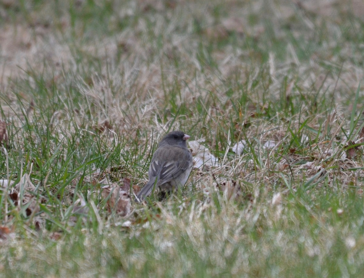 Dark-eyed Junco - ML225585541