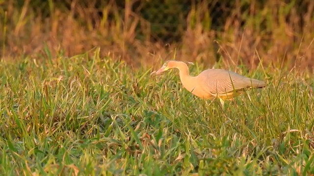 キムネゴイ - ML225586701