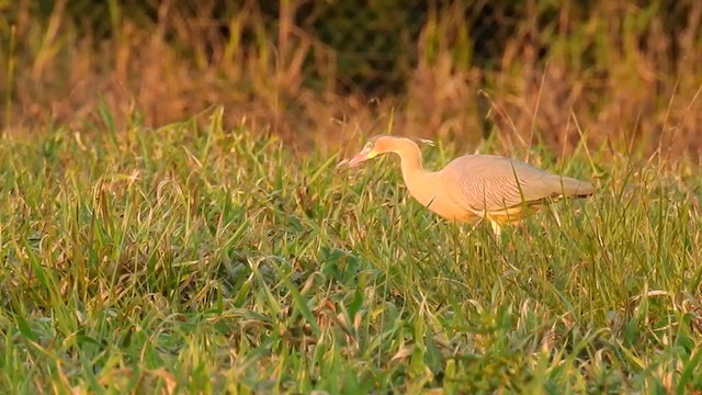 Whistling Heron - ML225586701