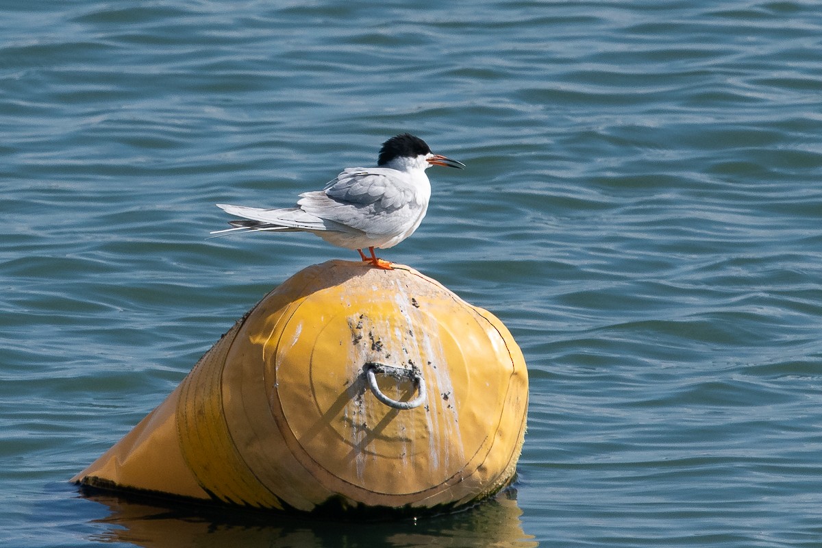 Forster's Tern - Ryan Griffiths