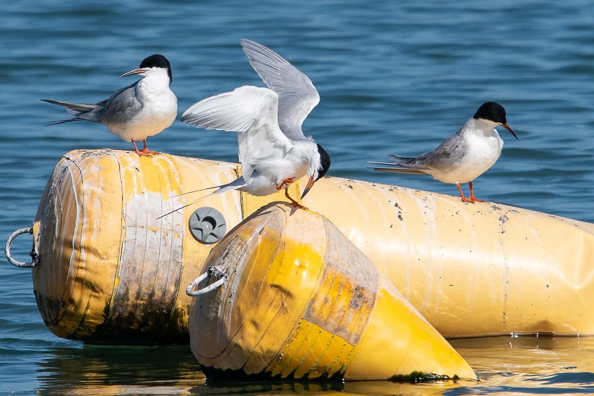 Forster's Tern - Ryan Griffiths