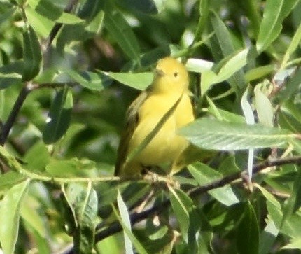 Yellow Warbler - John/Linda Mendoza