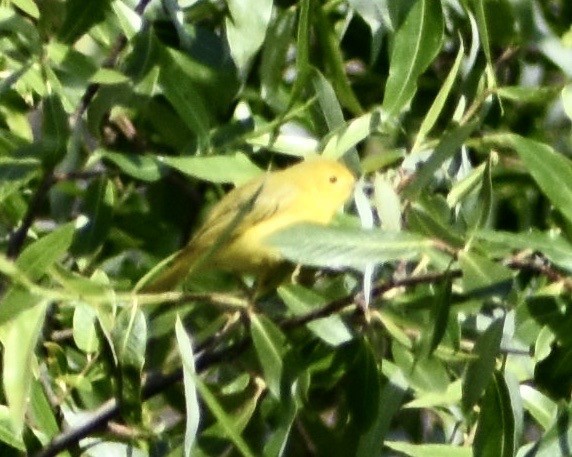 Yellow Warbler - John/Linda Mendoza