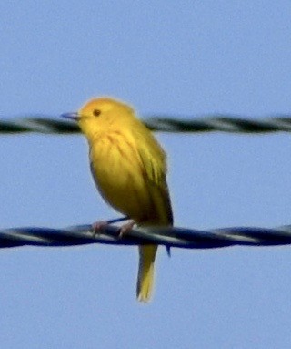 Yellow Warbler - John/Linda Mendoza