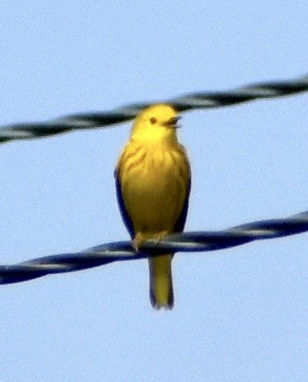 Yellow Warbler - John/Linda Mendoza