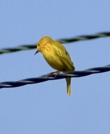 Yellow Warbler - ML225593421