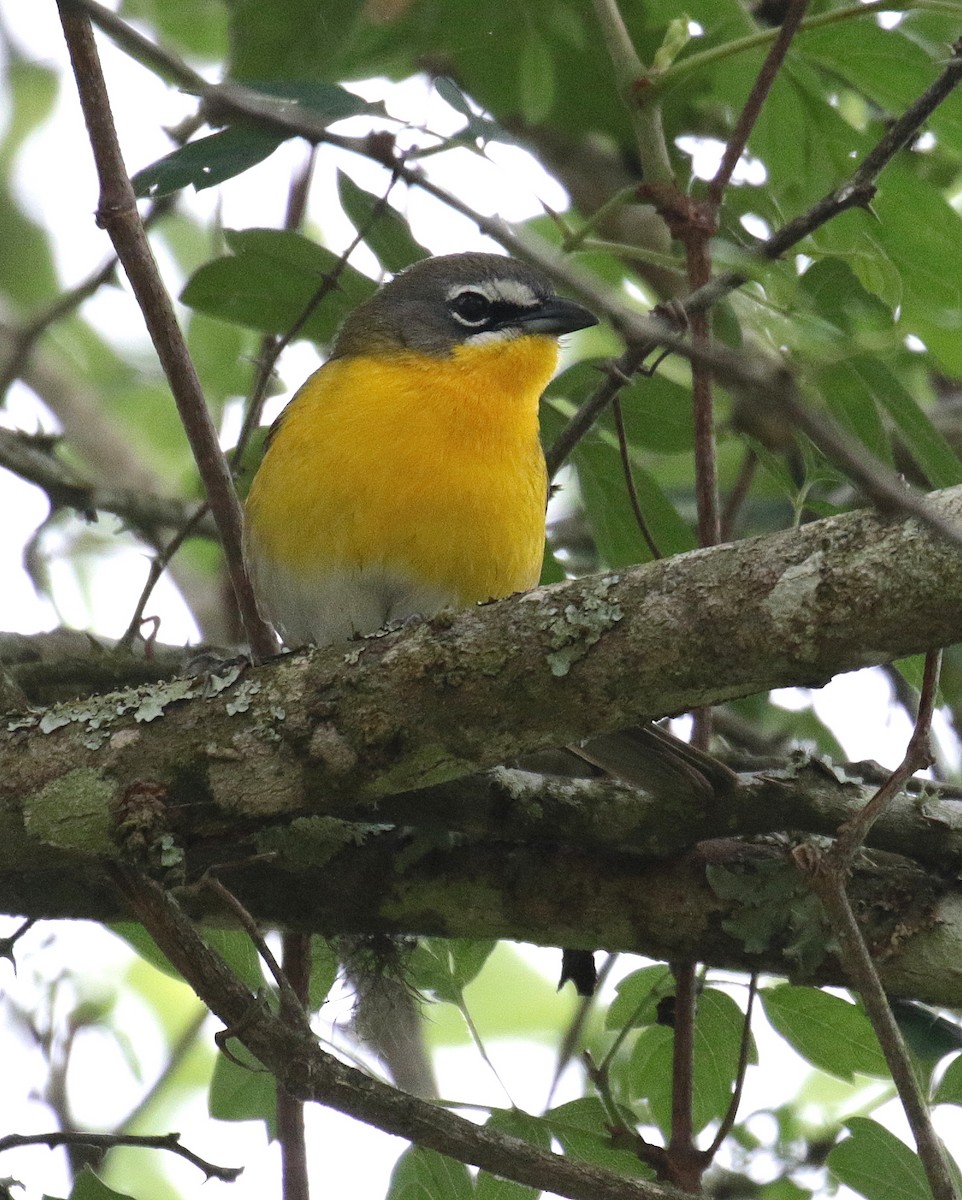 Yellow-breasted Chat - ML225593591