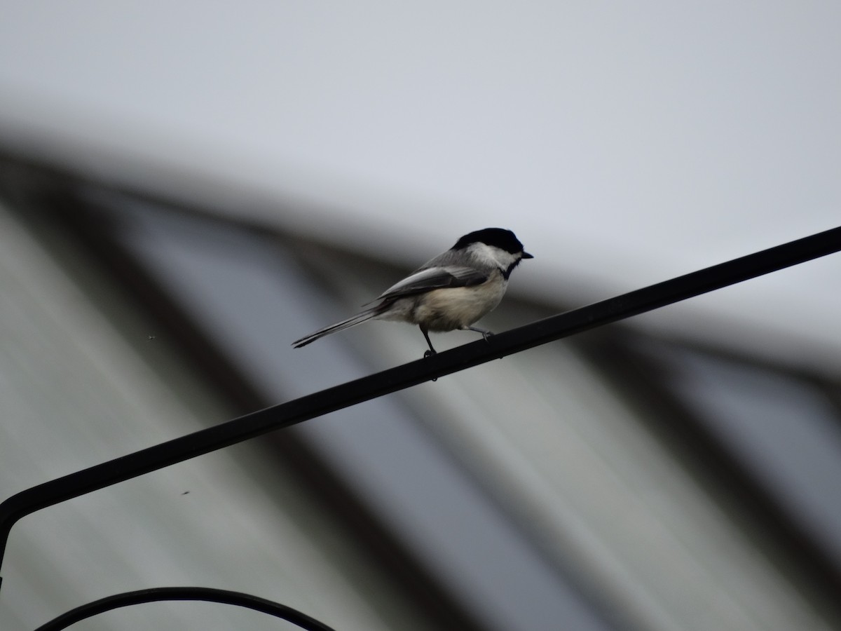 Black-capped Chickadee - Jeffrey Sharpe