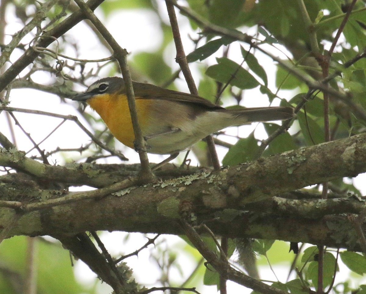 Yellow-breasted Chat - ML225594791