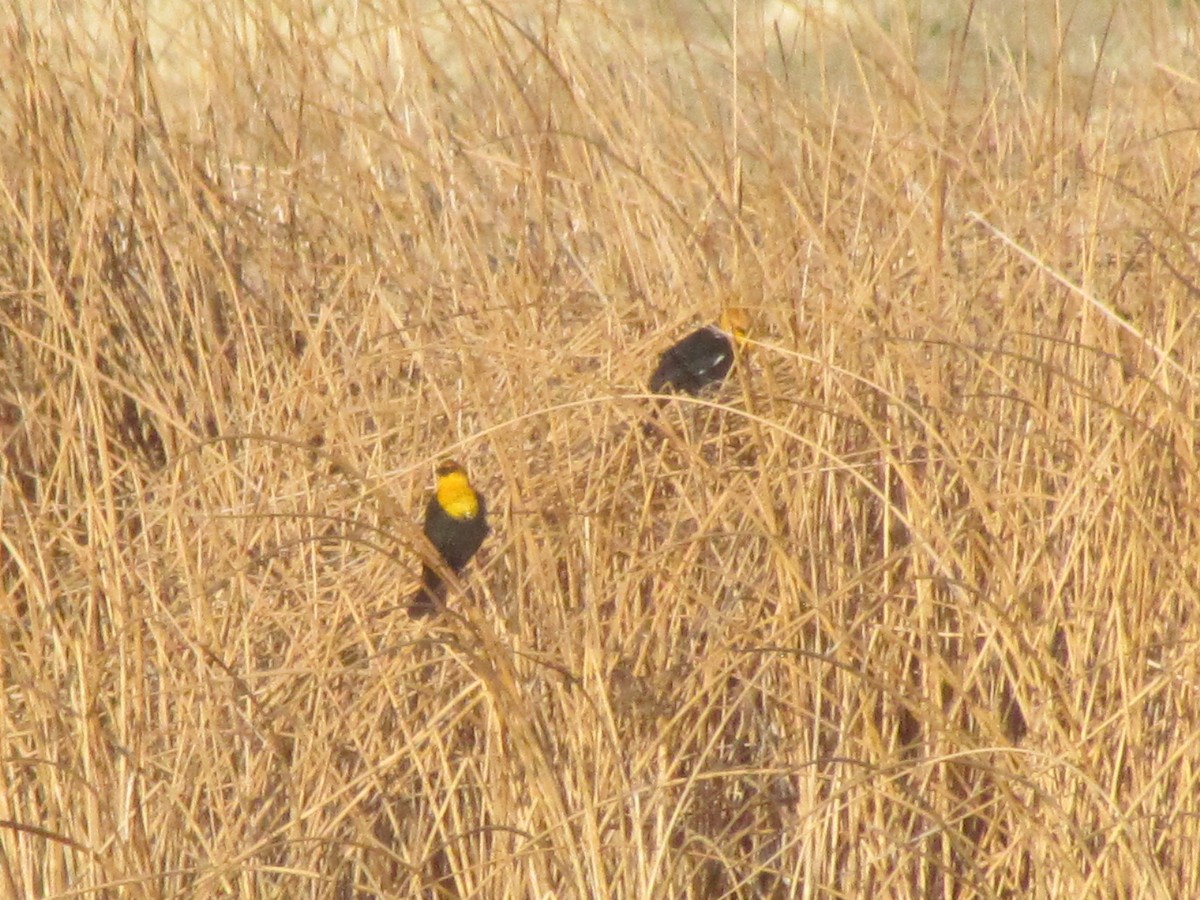 Yellow-headed Blackbird - ML225597541