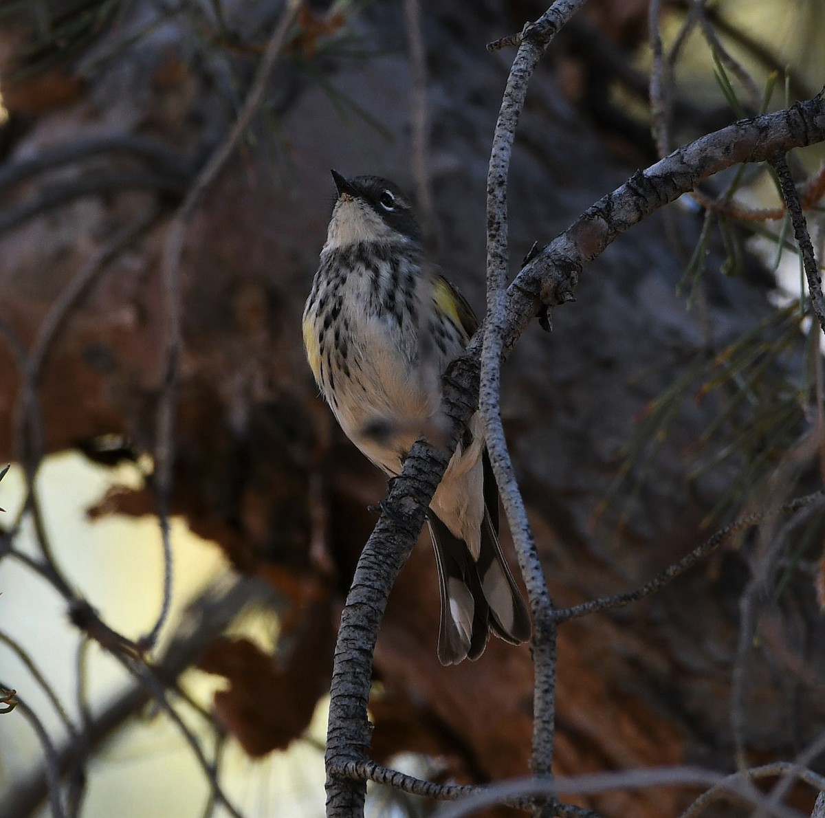 Yellow-rumped Warbler (Myrtle) - ML225598311