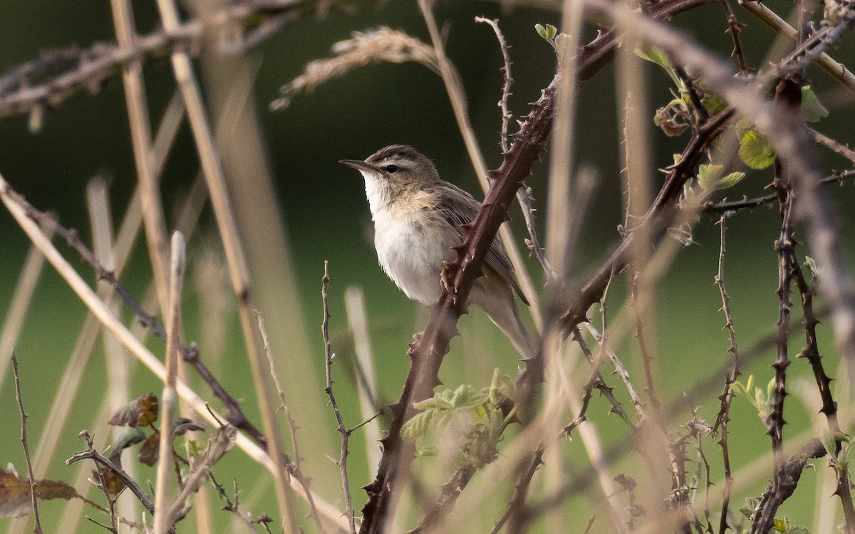 Sedge Warbler - ML225598761