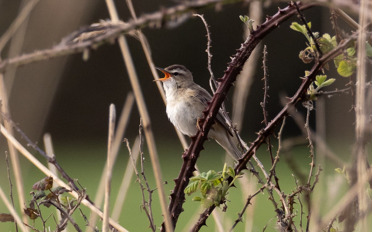 Sedge Warbler - James Kennerley