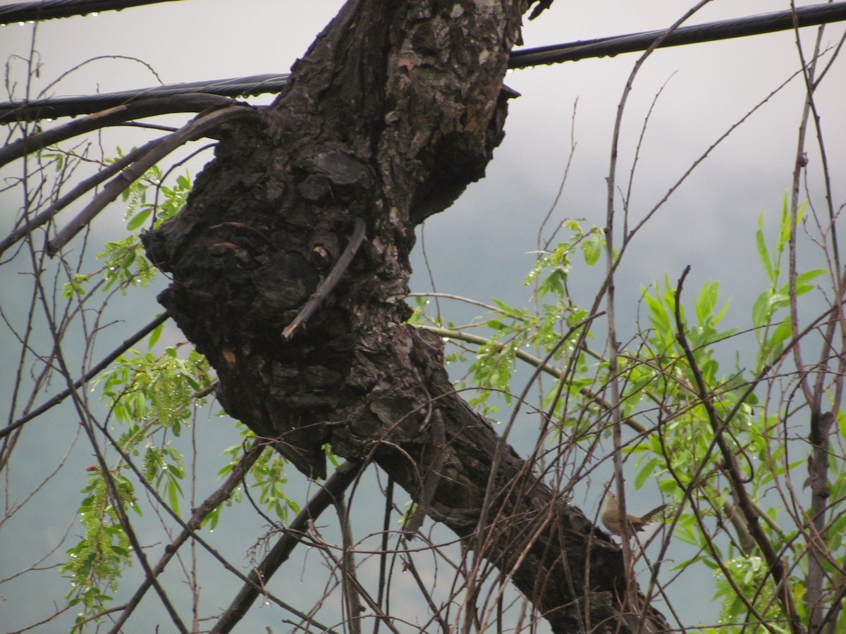 Northern House Wren - ML225600571