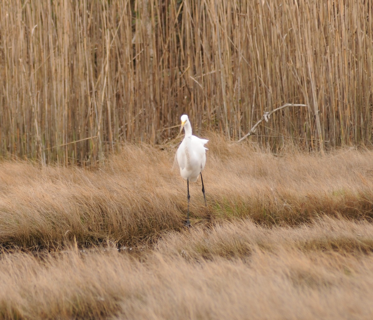 Great Egret - ML225600761