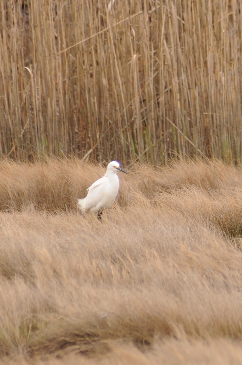 Snowy Egret - ML225600821