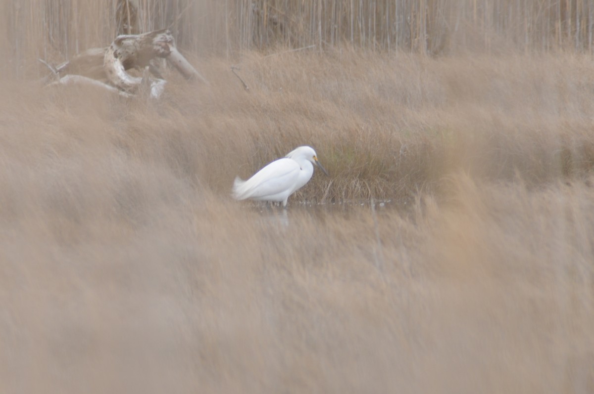 Snowy Egret - ML225600851