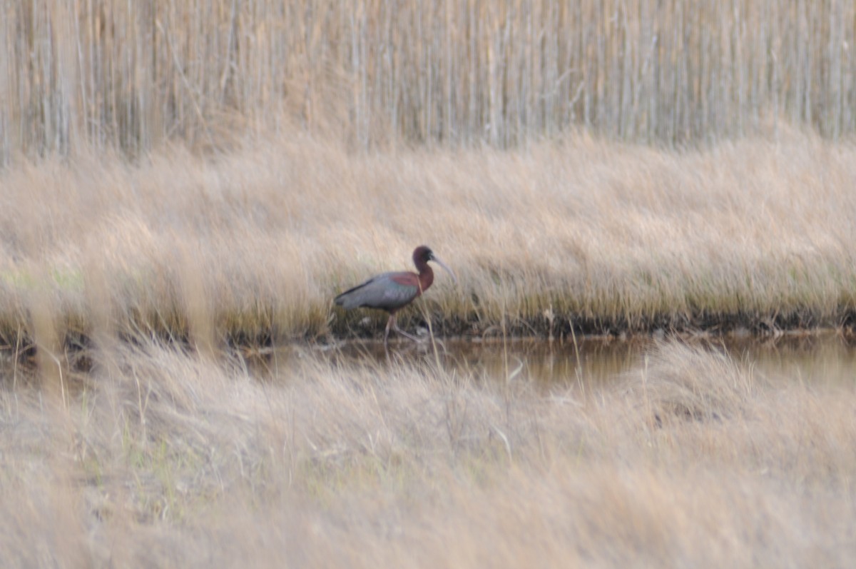 Glossy Ibis - ML225600871