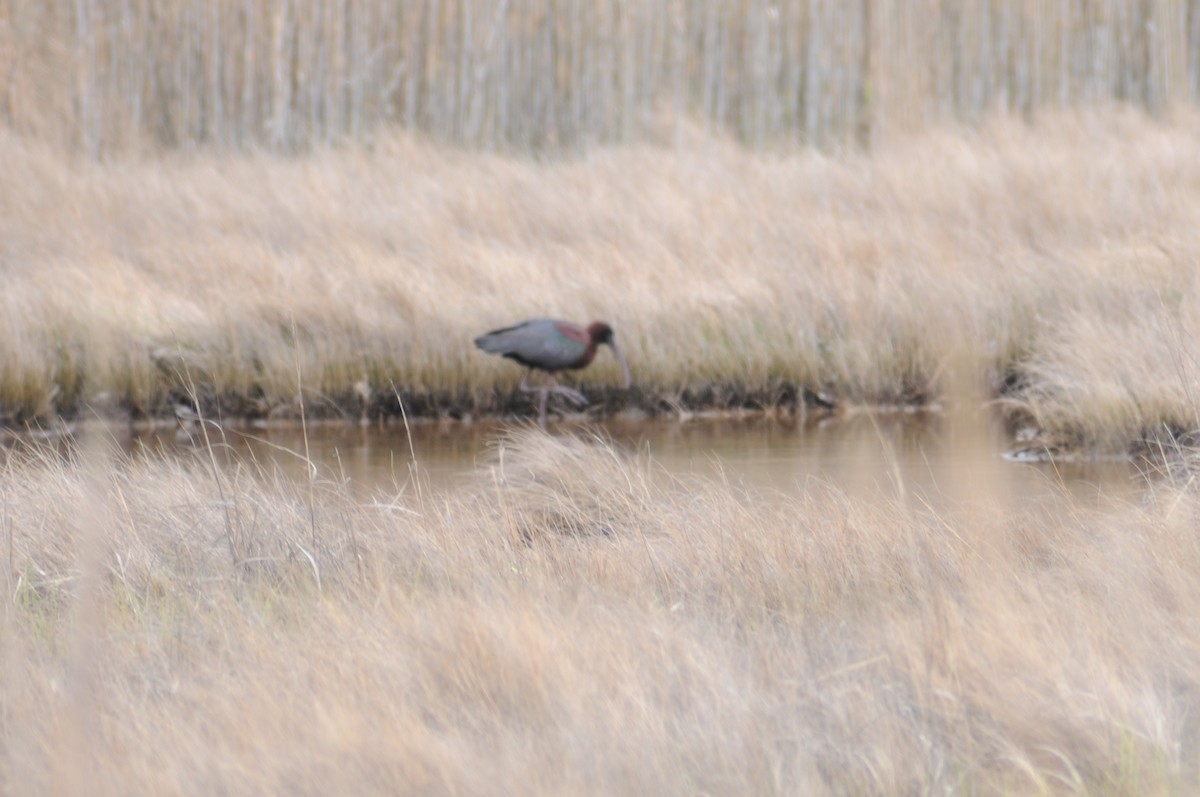 Glossy Ibis - ML225600881