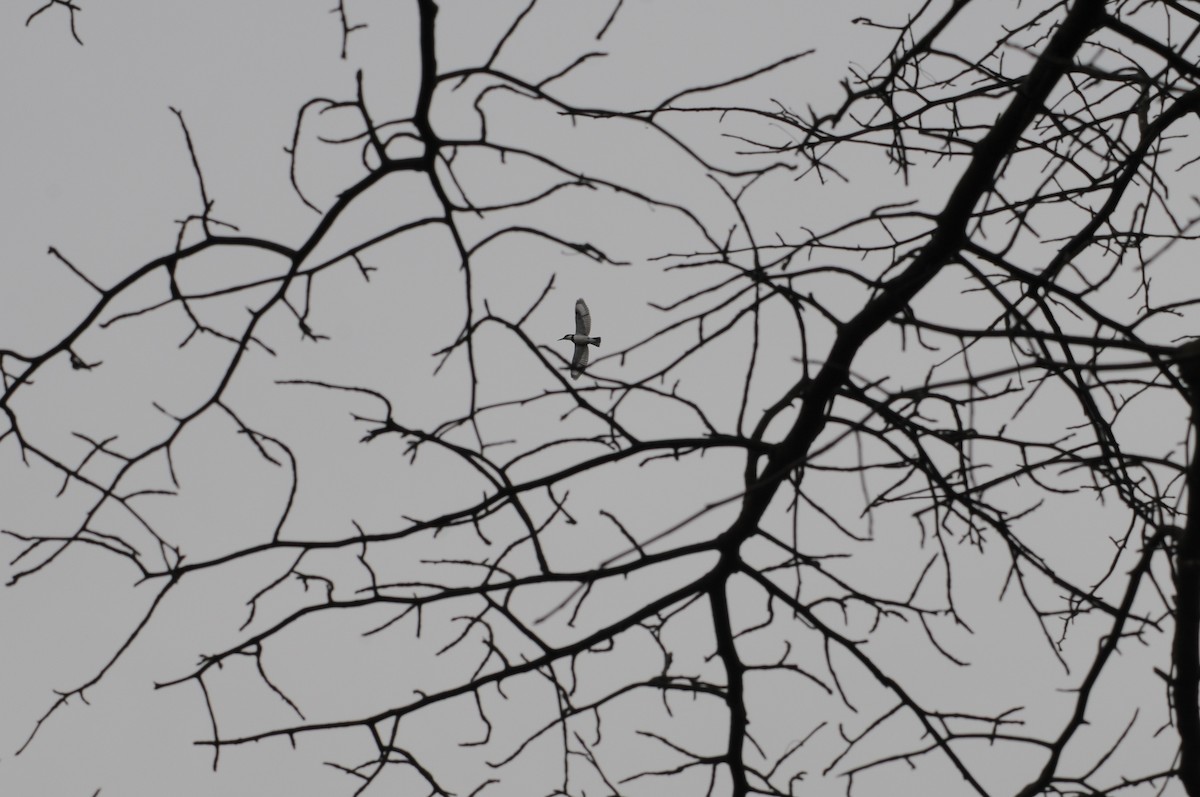 Belted Kingfisher - Terri Morrison