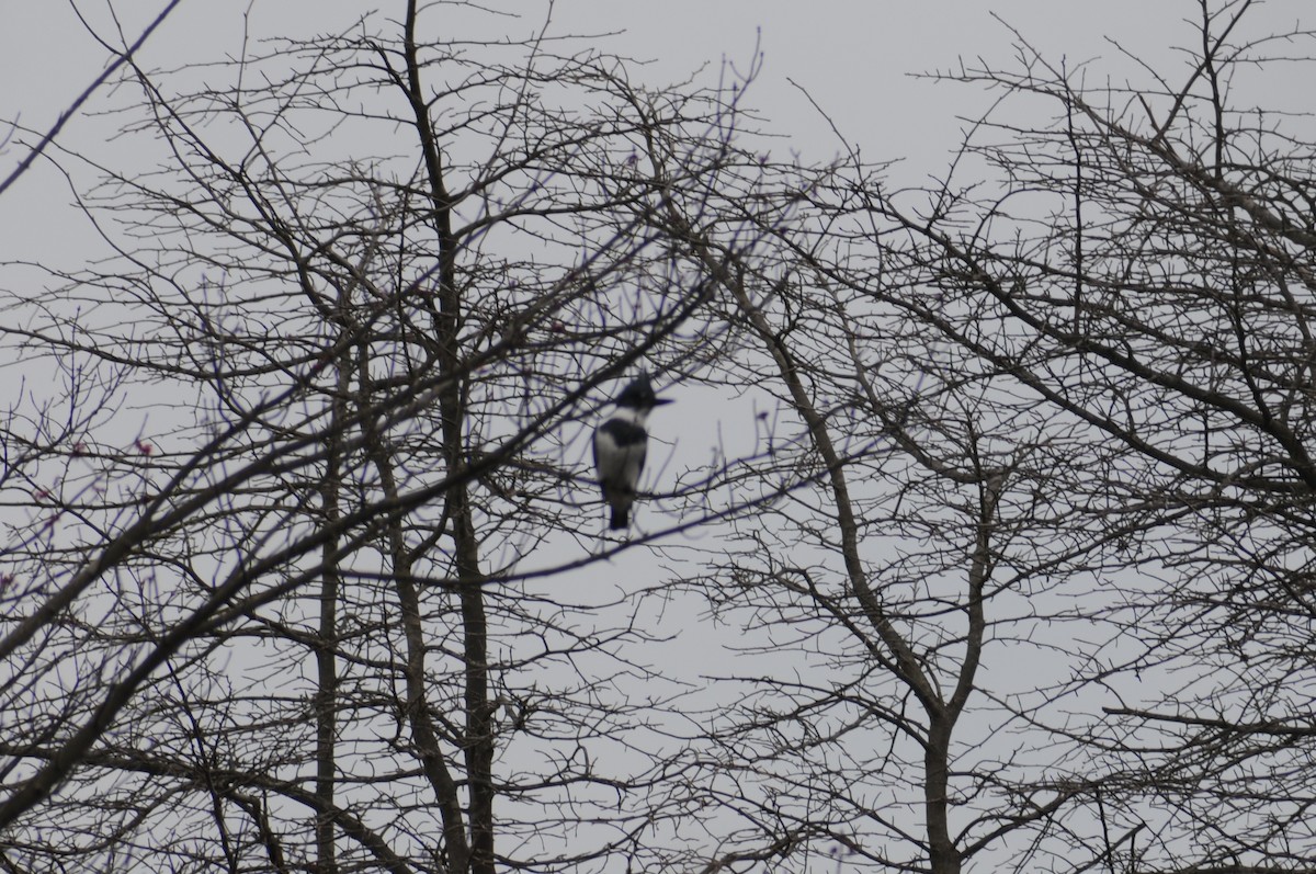 Belted Kingfisher - ML225600951