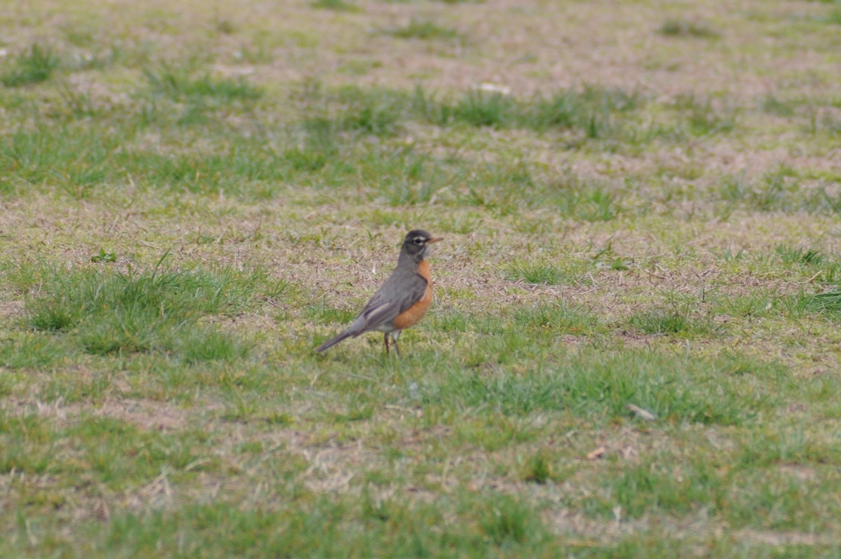 American Robin - ML225600971