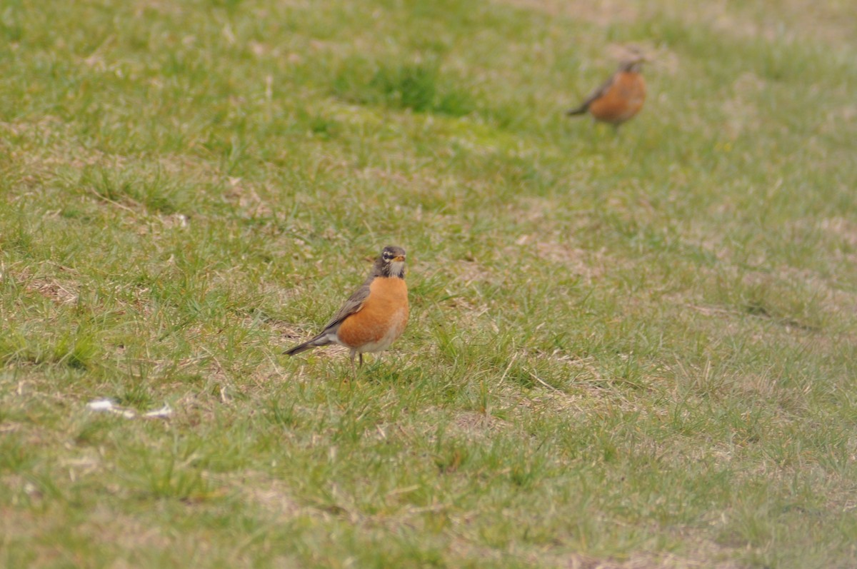 American Robin - ML225600981