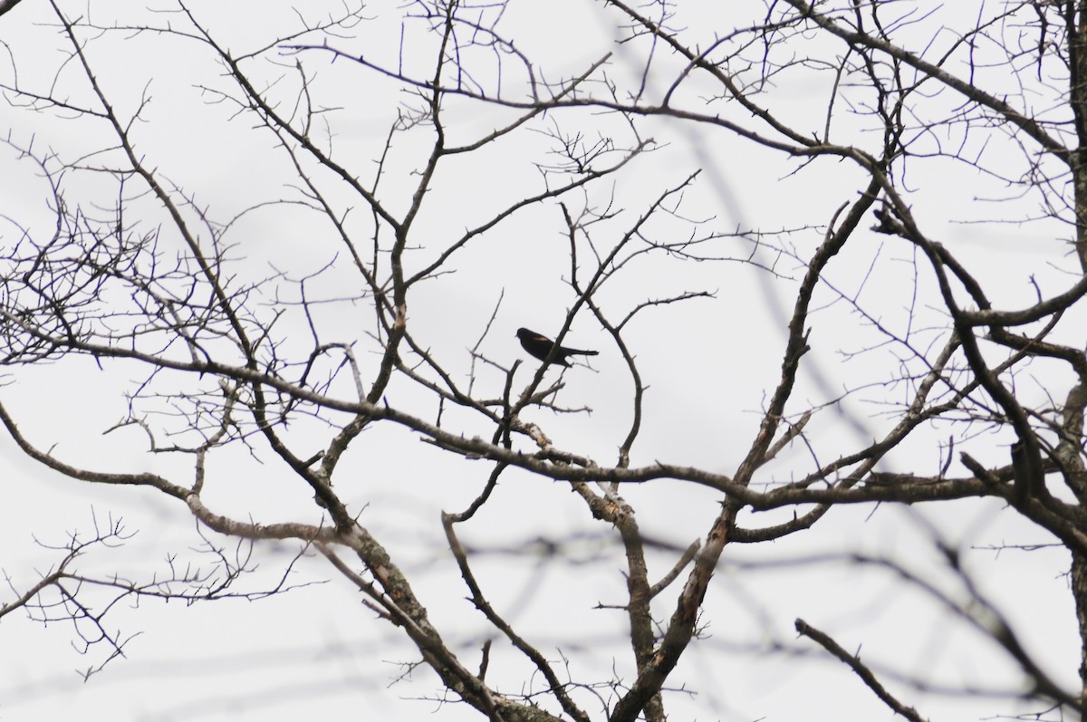 Red-winged Blackbird - ML225601021