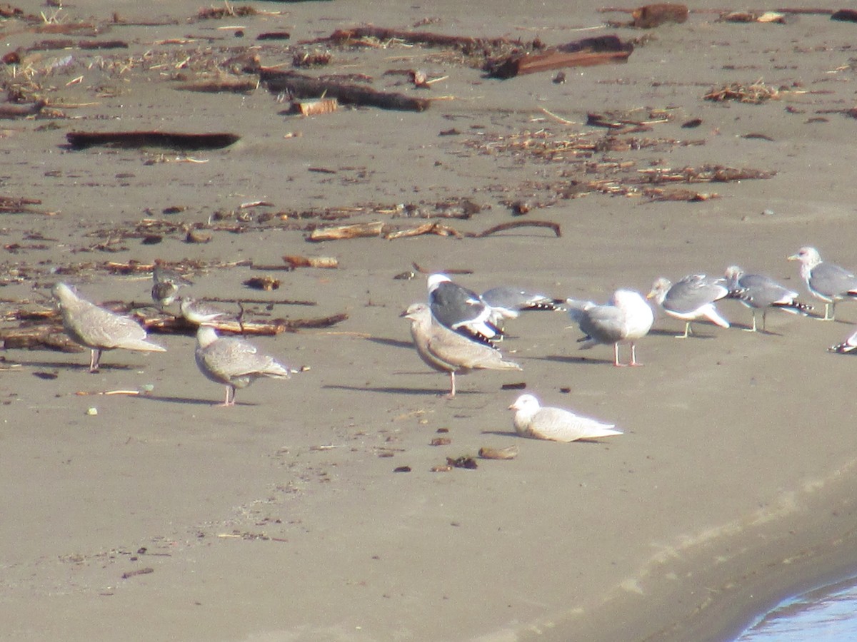 Glaucous Gull - ML22560161