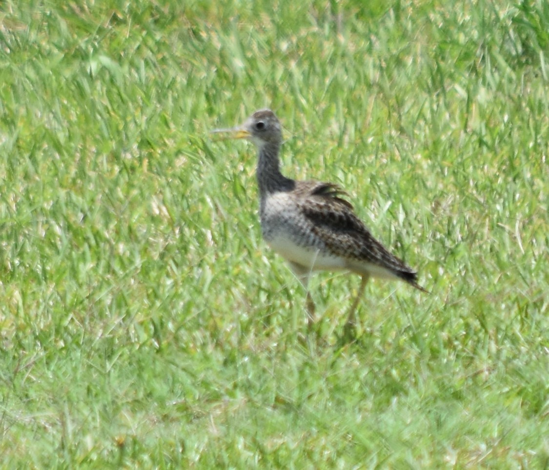 Upland Sandpiper - ML225603011