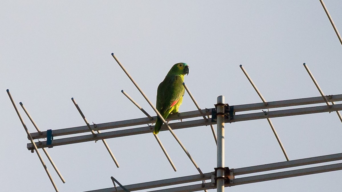 Turquoise-fronted Parrot - ML225603091