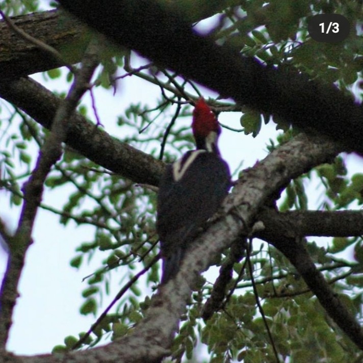 Crimson-crested Woodpecker - Juan Mostafa