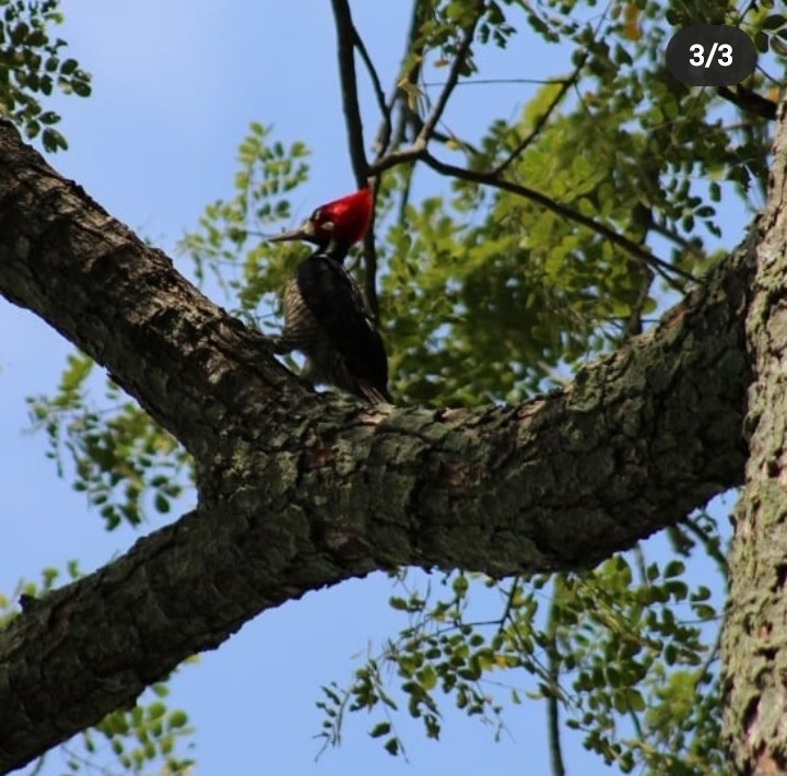 Crimson-crested Woodpecker - Juan Mostafa