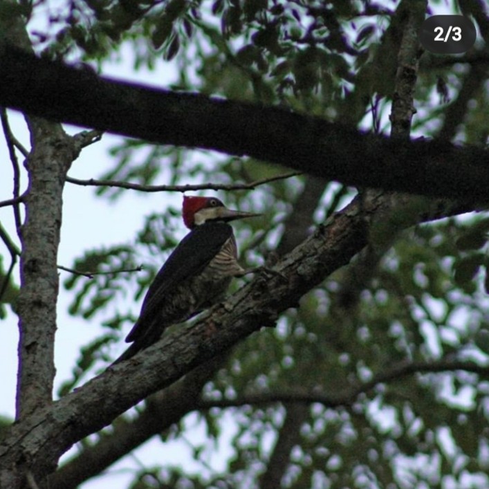 Crimson-crested Woodpecker - Juan Mostafa