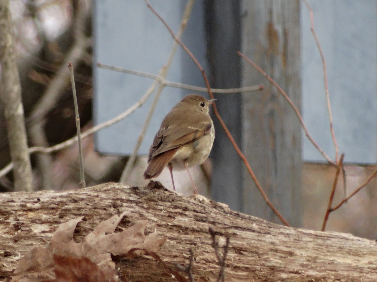 Hermit Thrush - ML225610061