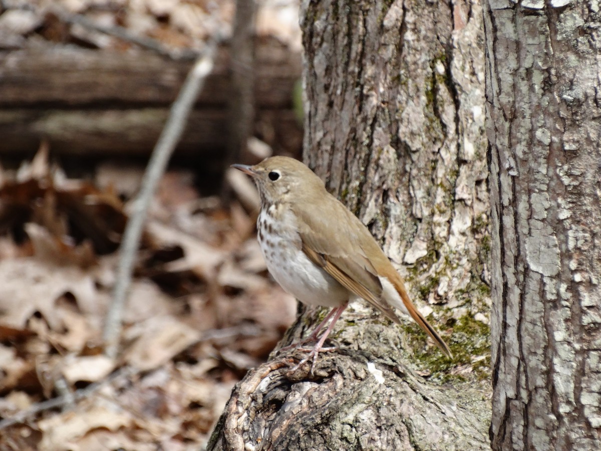 Hermit Thrush - ML225610081