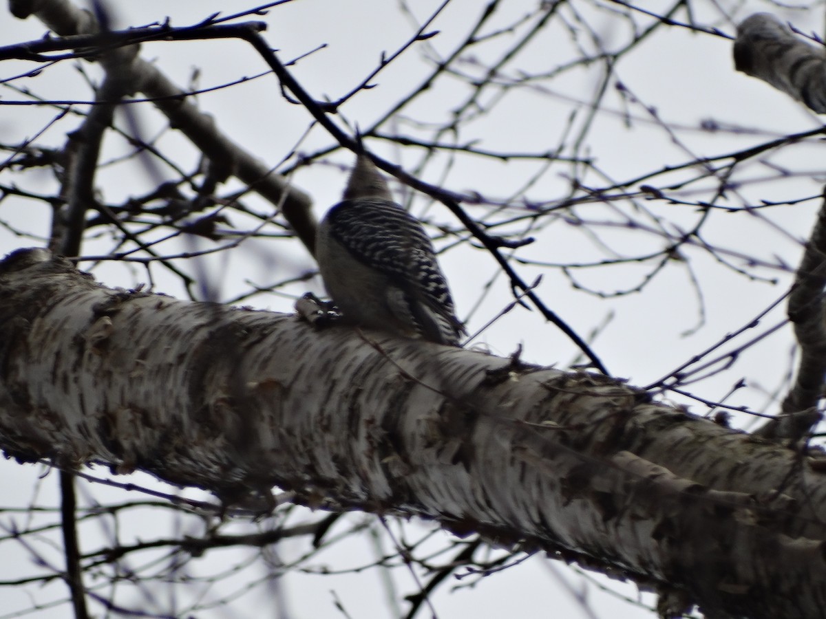 Red-bellied Woodpecker - ML225610421